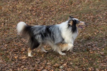 Cute blue merle scotch collie is walking in the autumn park. Pet animals.