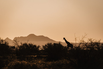 Fototapeta na wymiar African Giraffe at sunrise between trees and mountains in background