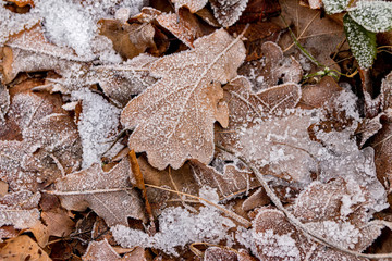 Frozen leaves on the ground
