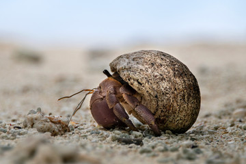 Hermit crab