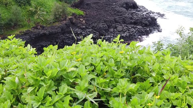 HD 120fps Hawaii Kauai Boom up from greenery with yellow flowers to reveal overhead view of waves crashing on rocky shoreline