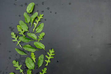 spinach and arugula leaves on black background with water drops