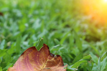 The green background at the top of the grass and the dry leaves in front of the grass in the field