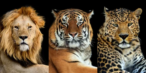 Rolgordijnen Drie grote wilde katten (luipaard, tijger, leeuw) © byrdyak