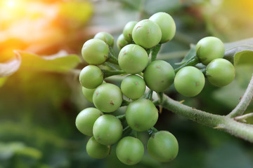 Many kinds of green eggplants are beautiful, appetizing and are a common remedy for Asians. Is a close-up shot