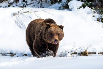 Wild brown bear in winter forest