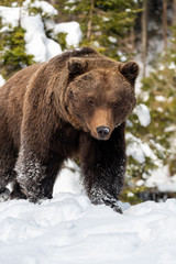 Fototapeta premium Wild brown bear in winter forest
