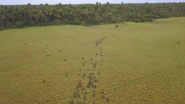 Peccary Group running across the plain in Vichada Colombia, Aerial drone video.