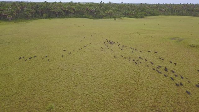 Peccary Group running across the plain in Vichada Colombia, Aerial drone video.