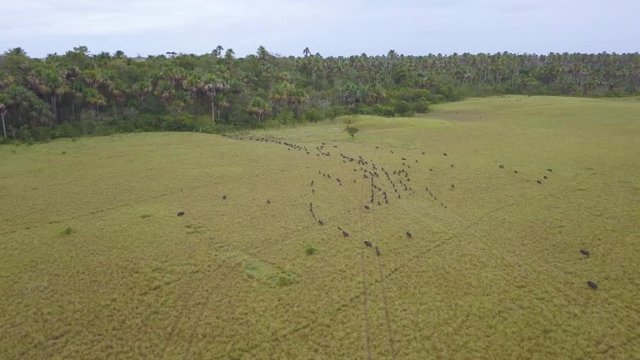Peccary Group running across the plain in Vichada Colombia, Aerial drone video.