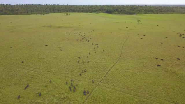 Peccary Group running across the plain in Vichada Colombia, Aerial drone video.