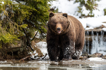 Wild brown bear near a forest lake