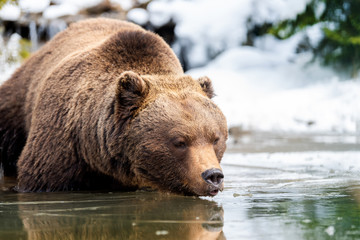 Wild brown bear near a forest lake