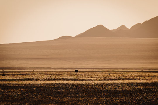 panoramic landscape photo with sinlge ostrich sunrise