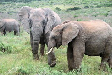Fototapeta premium mother and baby elephant