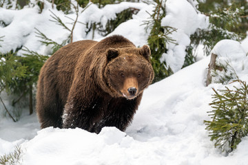 Naklejka premium Wild brown bear in winter forest