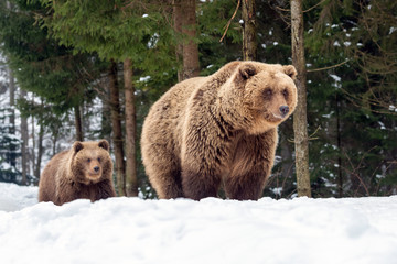 Obraz premium Family bear in the winter forest