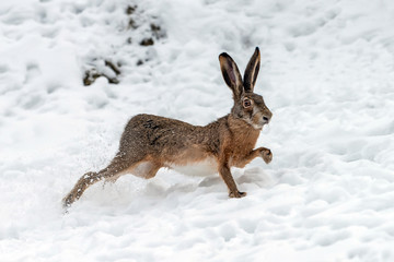 Hare running in the winter field © byrdyak