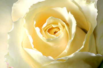 Close up white rose for card or background