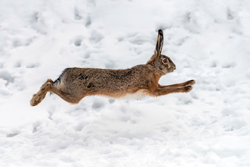 Hare running in the winter field © byrdyak