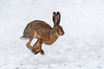 Foto op Aluminium Hare running in the winter field © byrdyak