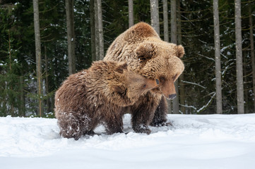 Family bear in the winter forest