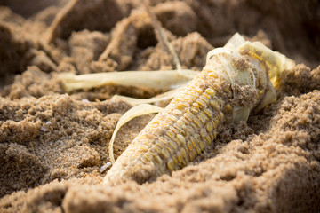 Closeup corn on sea seashore