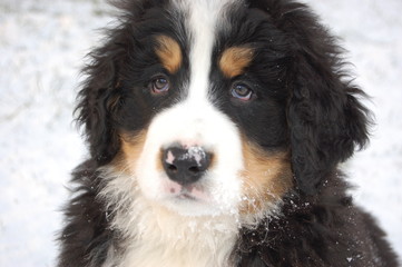Chiot bouvier bernois dans la neige