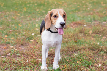 Cute beagle puppy is standing in the autumn park. Pet animals.