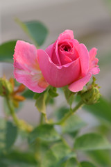 Pink rose in the garden