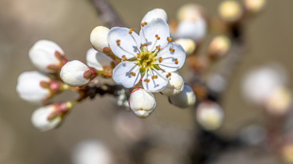Blossom of common hawthorn closeup