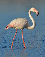 Obraz premium różowy flaming chodzenie po jeziorze