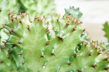 green cactus succulent close up nature background