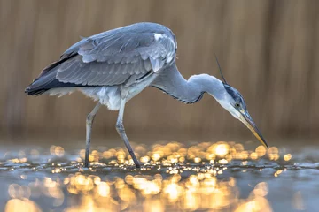 Foto op Plexiglas Grey heron hunting stationary in lake © creativenature.nl
