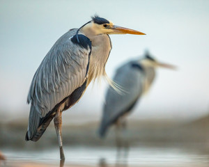 Grey heron hunting stationary in lake