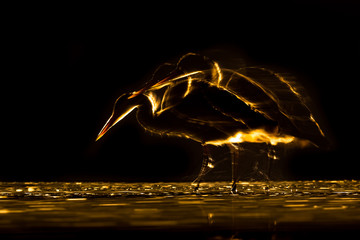 Long exposure Silhouette of Grey heron hunting at night