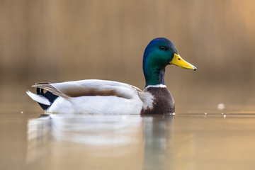 Male Wild Mallard Duck swimming