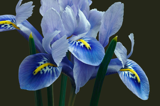 Harmony Dwarf Iris (Iris reticulata ‘Harmony’). Hybrid between Iris reticulata and Iris histrioides. Image of flowers isolated on white background.