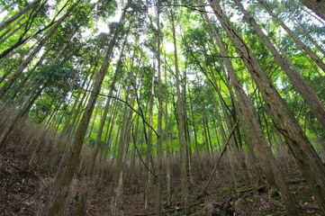 新緑に包まれて