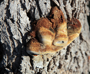 champignon sur tronc d'arbre