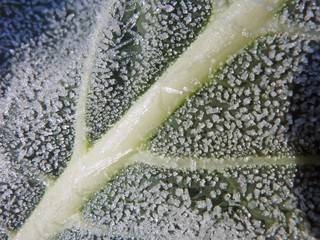 feuille et cristaux de glace