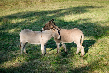 Deux ânes dans un pré