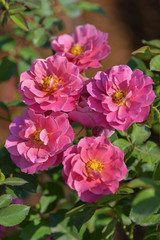 Fototapeta na wymiar Beautiful pink (Aoi) rose in the garden