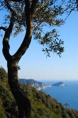 Oak tree on the Cinque Terre mountains in Liguria. Background with Palmaria island.