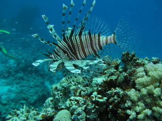 The underwater world of the red sea