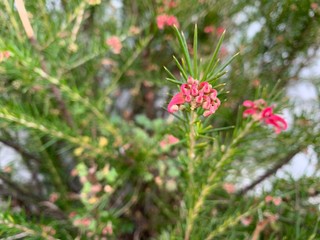 Blooming with pink flowers coniferous tree