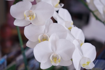 Naklejka na ściany i meble White Phalaenopsis Orchid