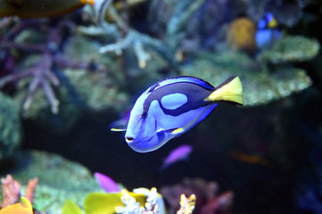 サンゴ礁の間を元気に泳ぎ回るナンヨウハギ