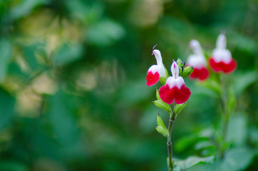 チェリーセージ