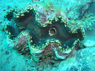 The underwater world of the red sea